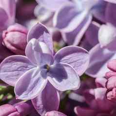 盛开的分支紫色的特里淡紫色花花瓣宏花背景假期设计