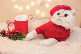 美丽的白色猫红色的毛衣红色的针织贝雷帽谎言白色针织毯子
