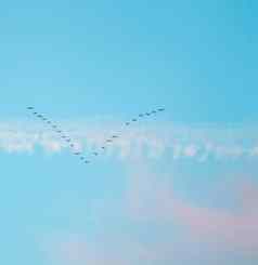 群野生鸟飞行楔蓝色的天空白色粉红色的云日落