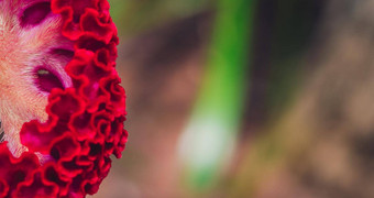 横幅真正的美自然背景Celosia银膜的鸡冠冠毛犬热带花布鲁姆开花种植寺庙花园波尔多红色的claret颜色假谷物替代苋属植物