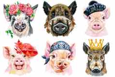 集猪肖像动物水彩插图白色背景