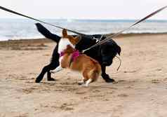 狗皮带与桑迪海滩玩宠物走