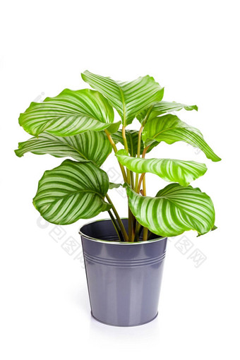 卡拉西娅奥比<strong>福利</strong>亚植物能孤立的白色背景