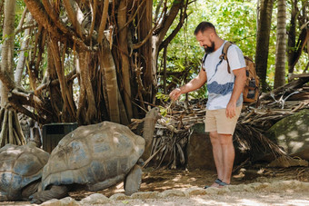有趣的家庭娱乐毛里求斯旅游喂养巨大的乌龟动物园岛毛里求斯