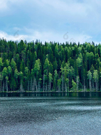 雄伟的森林风景如画的河北部风景优美的环境卡累利阿共和国