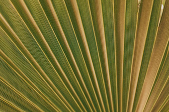 特写镜头热带棕榈叶模式古董颜色极简主义作文有<strong>创意</strong>的温<strong>暖</strong>的绿色背景异国情调的叶子纹理有趣的自然概念设计软焦点