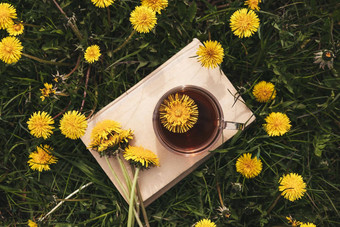 杯蒲公英茶boolk新鲜的黄色的花草地古董风格Herbal医学维生素喝自然饮料健康大气春天作文书封面