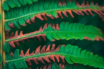 宏特写镜头病蕨类植物绿色棕色（的）叶子纹理拍摄