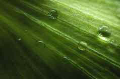 极端的特写镜头新鲜的绿色叶子露水滴背景宏结构绿色叶背景水滴浅深度场