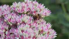 景天科秋天成人孤独的蜜蜂收集花粉秋天花园花白色粉红色的颜色