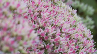粉红色的白色花摇摆风花序开花植物著名的奥奇特