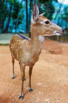 年轻的梅花鹿鹿放牧天堂公园寒泰国