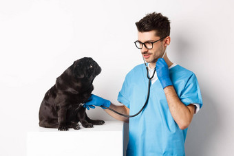 英俊的医生兽医微笑检查宠物兽医诊所检查哈巴狗狗听诊器站白色背景