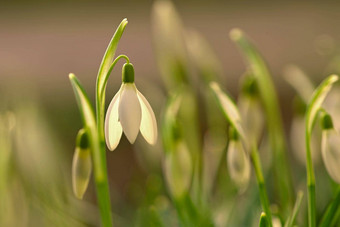 <strong>雪花</strong>莲春天花漂亮的盛开的草日落精致的<strong>雪花</strong>莲花春天符号石蒜科<strong>雪花</strong>属Nivalis