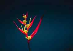 真正的美自然鹤望兰鸟天堂起重机莉莉植物红色的粉红色的开花热带异国情调的新闻中心花狭窄的花瓣黄色的布鲁姆黑暗蓝色的装饰图案背景植物花设计