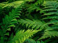 常见的瓦苇属的植物polypodium俗黑暗绿色蕨类植物的叶子植物树叶纹理背景新鲜的绿色蕨类植物叶子