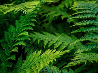 常见的瓦苇属的植物polypodium俗黑暗绿色蕨类植物的叶子植物<strong>树叶纹理背景</strong>新鲜的绿色蕨类植物叶子