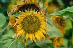 真正的美自然照片黄色的向日葵植物花狭窄的布鲁姆开花研究植物花设计夏天结束情绪秋天干花瓣绿色叶子背景象征成熟生育能力