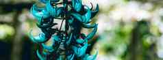 横幅真正的美自然背景圆线虫MacRobotrys翡翠绿松石玉伍迪他来了不管豆科常年(2008年)豆藤本植物热带花布鲁姆蓝色的花瓣花设计夏天