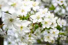 很多白色樱桃花分支特写镜头光背景春天花园一天