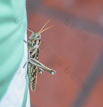 宏特写镜头照片大蚱蜢格里格蝗虫织物绿色棕色（的）背景错误摩天观景轮亚洲动物环境概念真正的自然美关闭男人。昆虫保护
