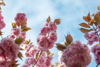 春天粉红色的樱桃花朵花樱花季节
