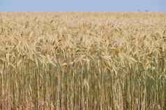 小麦耳朵风普罗旺斯日落法国黄色的温暖的光成熟的视锥细胞地平线金彩色的