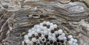 内部黄蜂巢黄蜂日益增长的