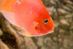 橙色鹦鹉鱼非洲丽鱼科鱼鱼水族馆