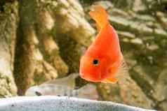 橙色鹦鹉鱼非洲丽鱼科鱼鱼水族馆