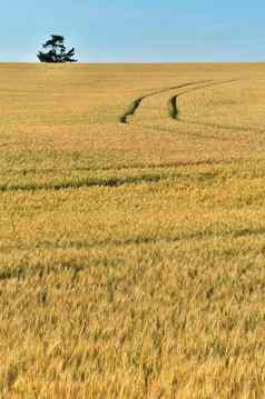 金小麦场拖拉机跟踪收获