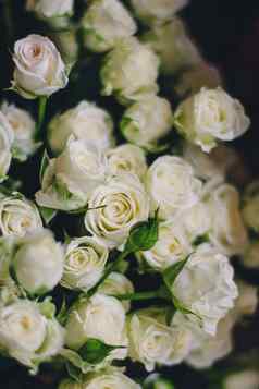 白色玫瑰特写镜头温柔的花束春天共鸣