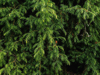 <strong>植树</strong>造林松柏科的树小针绿色瞻博网络背景树夏天