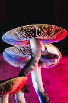 墨西哥魔法蘑菇Psilocybe库本西斯主要活跃的元素裸盖菇素psilocin墨西哥Psilocybe库本西斯成人蘑菇下雨孢子
