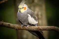 黄灰色鹦鹉澳洲鹦鹉坐在树分支美丽的颜色