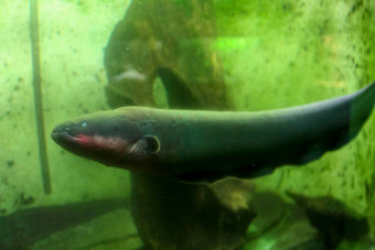 电鳗鱼起电盘<strong>电气</strong>亚马逊河水族馆