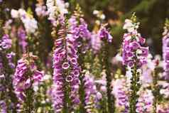 真正的美自然背景洋地黄草植物灌木毛地黄花管状形状高斯派克生动的紫色的粉红色的场草地植物花夏天园艺花卉栽培景观设计