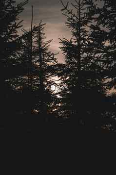 日落松树冬天捷克共和国