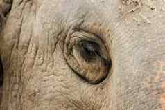 大象动物小眼睛