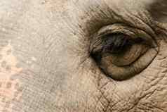 小眼睛女大象相比大小
