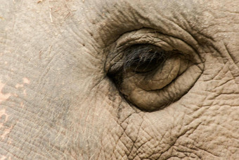 小眼睛女大象相比大小