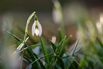 <strong>雪花</strong>莲春天花漂亮的盛开的草日落精致的<strong>雪花</strong>莲花春天符号石蒜科<strong>雪花</strong>属Nivalis