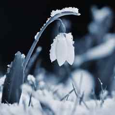 雪花莲春天花漂亮的盛开的草日落精致的雪花莲花春天符号石蒜科雪花属Nivalis