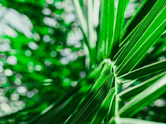 新鲜的热带棕榈叶子早....阳光叶子棕榈树花园森林植物自然壁纸