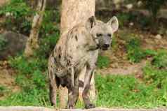 发现了鬣狗鬣狗最大类型土狼