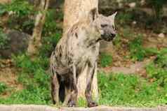 发现了鬣狗鬣狗最大类型土狼