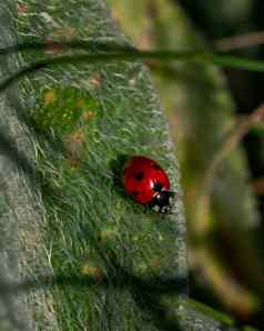 红色的瓢虫昆虫坐着叶