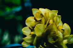 真正的美自然兰花热带花植物古董对比黄色的开花异国情调的新闻中心神秘花瓣雄蕊雄蕊布鲁姆黑暗背景植物花设计园艺爱好空间夏天