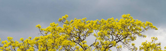 树<strong>花朵</strong>黄色的<strong>灰色</strong>的天空