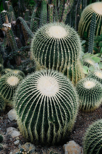 常年仙人掌仙人掌温室温室热带沙漠植物